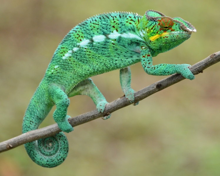Chameleon on a Stick being an Accountant using Marina Mate Yacht Club accounting software